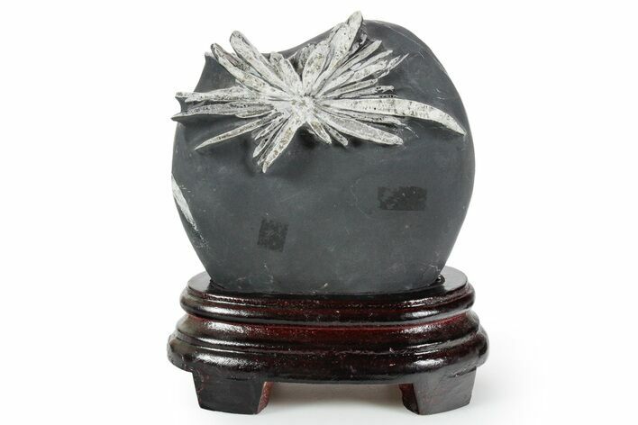 Polished Chrysanthemum Stone in Wood Base - China #352107